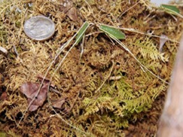 Baby bugs Katydids newly hatched.