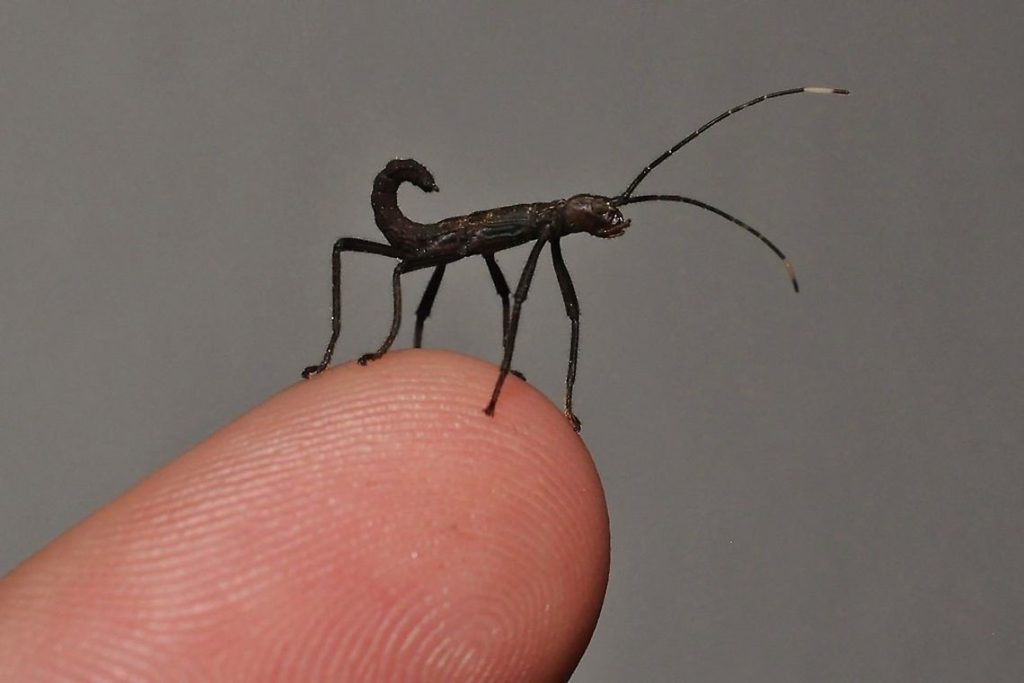Where do baby bugs come from? BEYONDbones