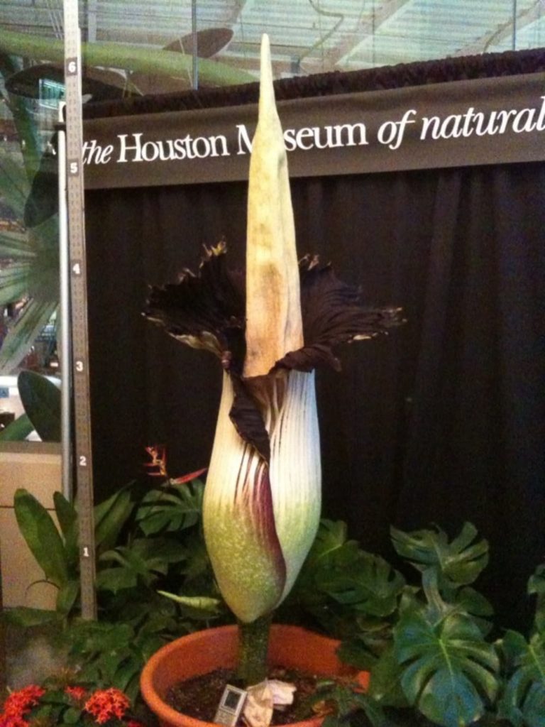 Lois the corpse flower