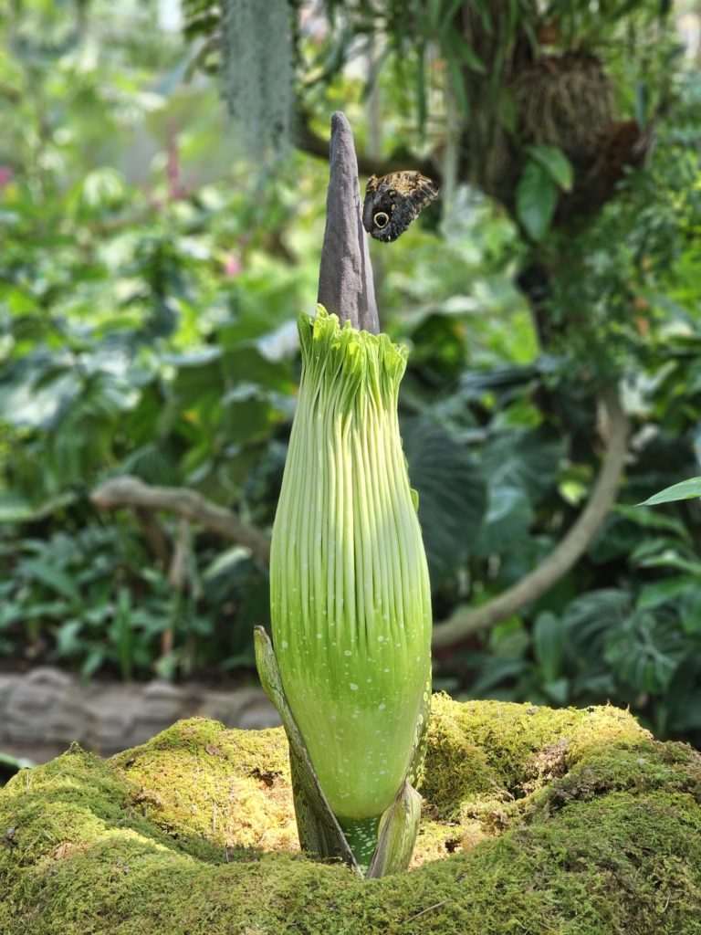 Meg the corpse flower