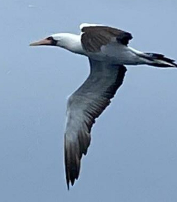 Time to Twitch: Birdwatching in Panama - Nazca Booby soaring through the blue sky with white and brown wings outstretched